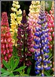 Lupinus